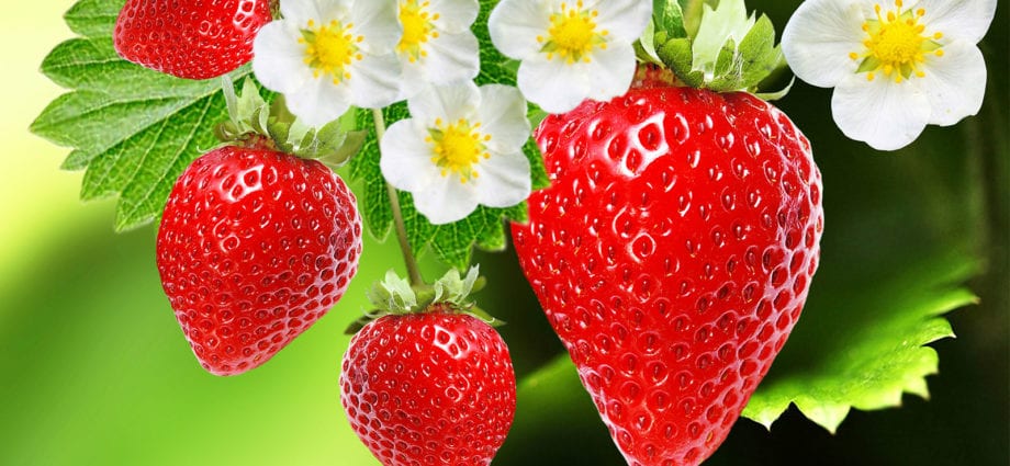 草莓–卡路里含量和化学成分