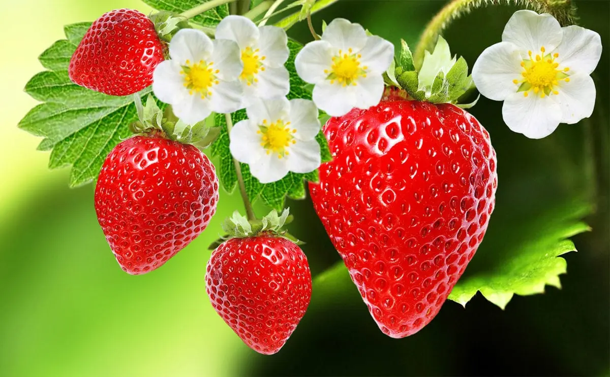 Strawberries &#8211; the calorie content and chemical composition