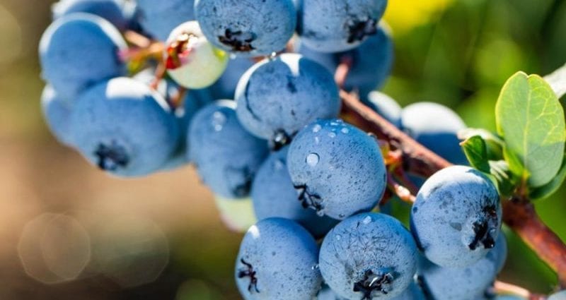 藍莓–卡路里含量和化學成分