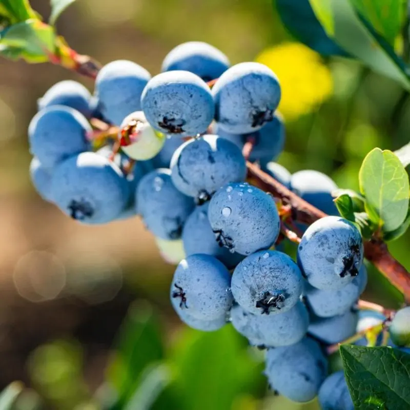 Blueberry &#8211; calorie content and chemical composition