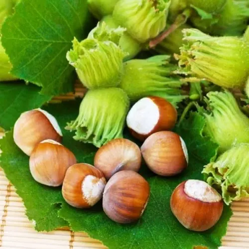 Hazelnut &#8211; a description of the nut. Health benefits and harms