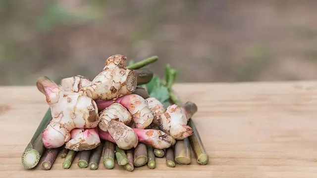 Galangal &#8211; description of the spice. Health benefits and harms