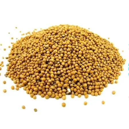 Mustard &#8211; description of the spice. Health benefits and harms