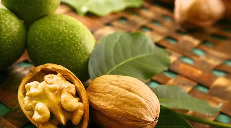 Walnuts &#8211; description of the nut. Health benefits and harms