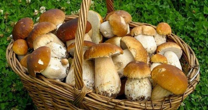 Kalori ọdịnaya nke mushrooms (okpokoro)