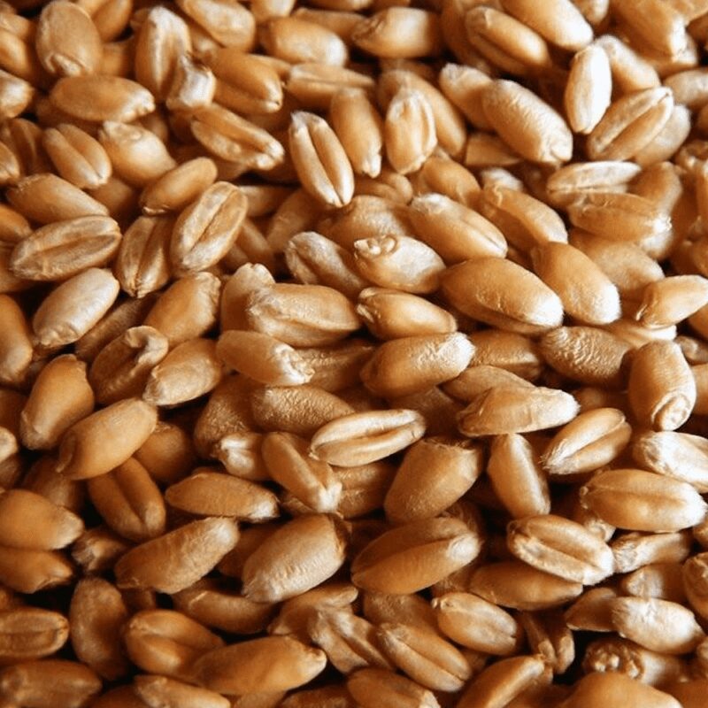 Wheat (grain, hard) &#8211; calorie content and chemical composition