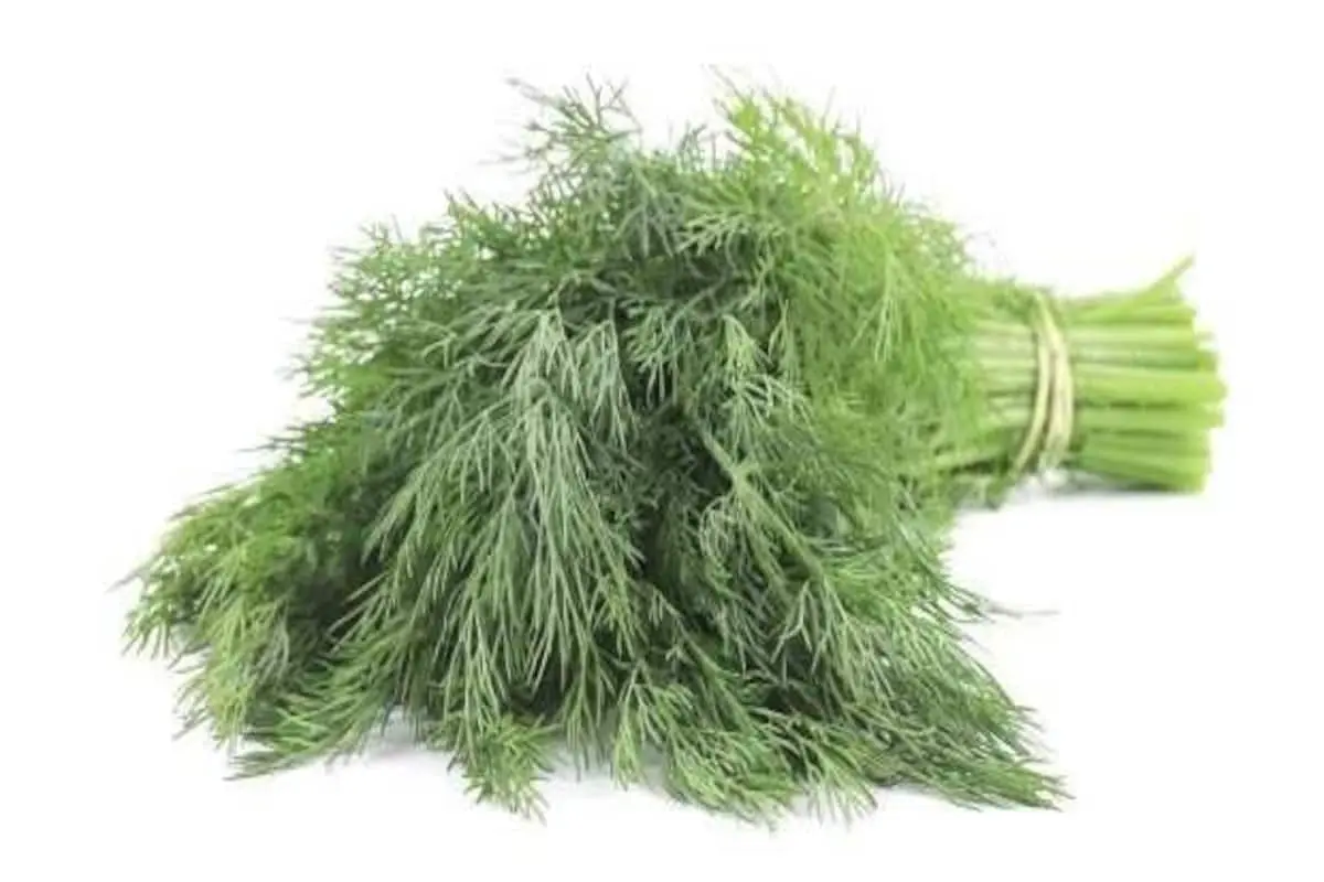 Dill (greens) &#8211; calorie content and chemical composition