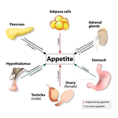 Hormones and weight