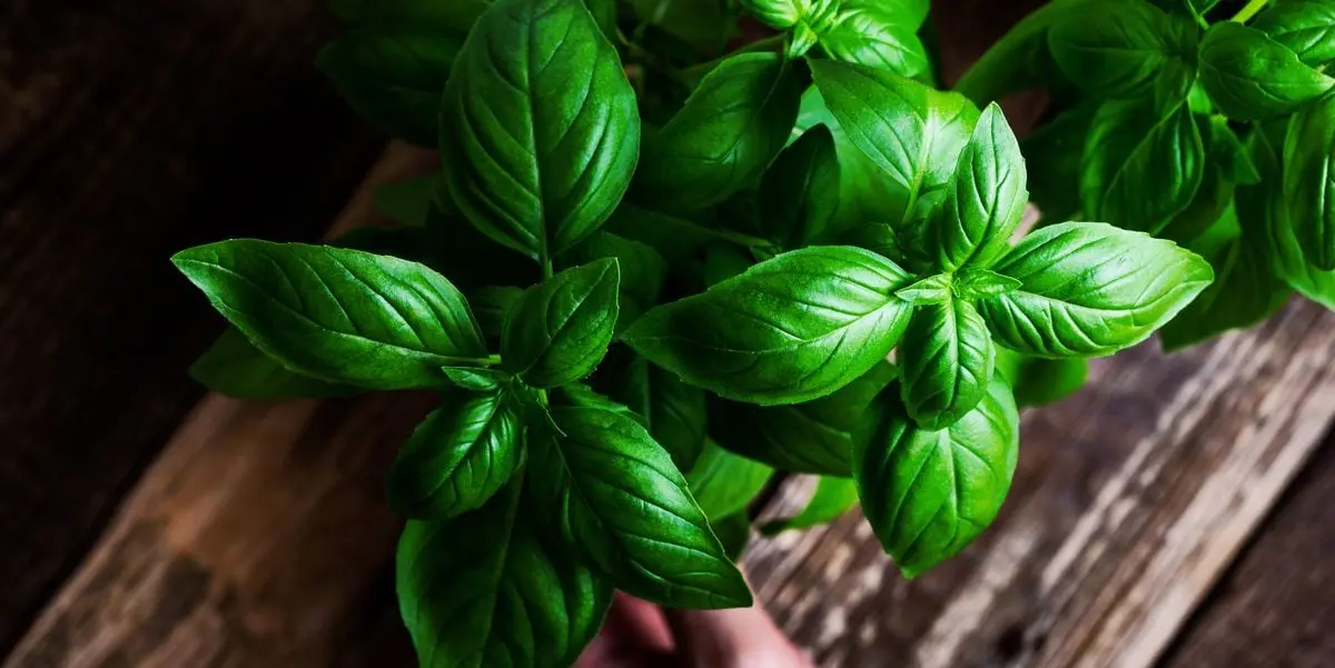 Basil (greens) &#8211; calorie content and chemical composition