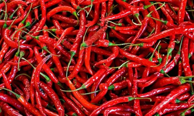 Chili pepper &#8211; description of the spice. Health benefits and harms