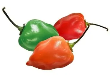 Chili pepper &#8211; description of the spice. Health benefits and harms