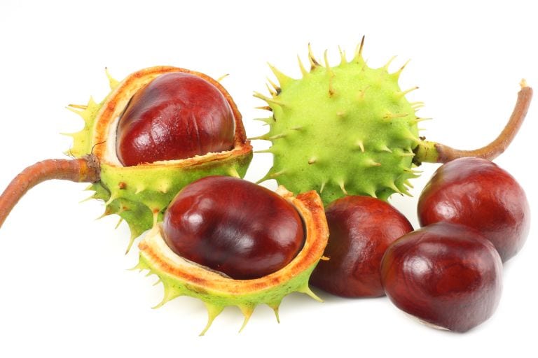 Chestnuts &#8211; description of nuts. Health benefits and harms