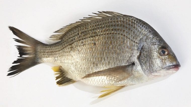 Bream &#8211; calorie content and chemical composition
