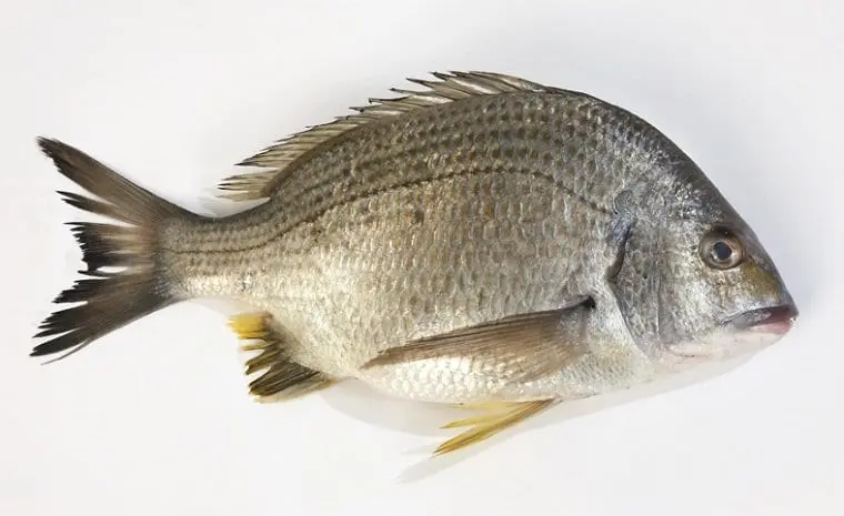 Bream &#8211; calorie content and chemical composition