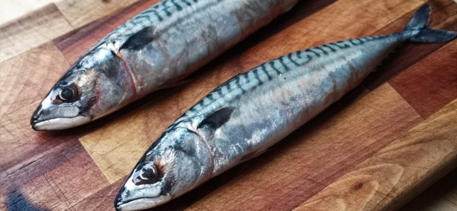 Mackerel &#8211; calorie content and chemical composition