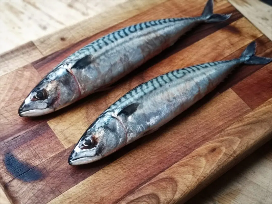 Mackerel &#8211; calorie content and chemical composition