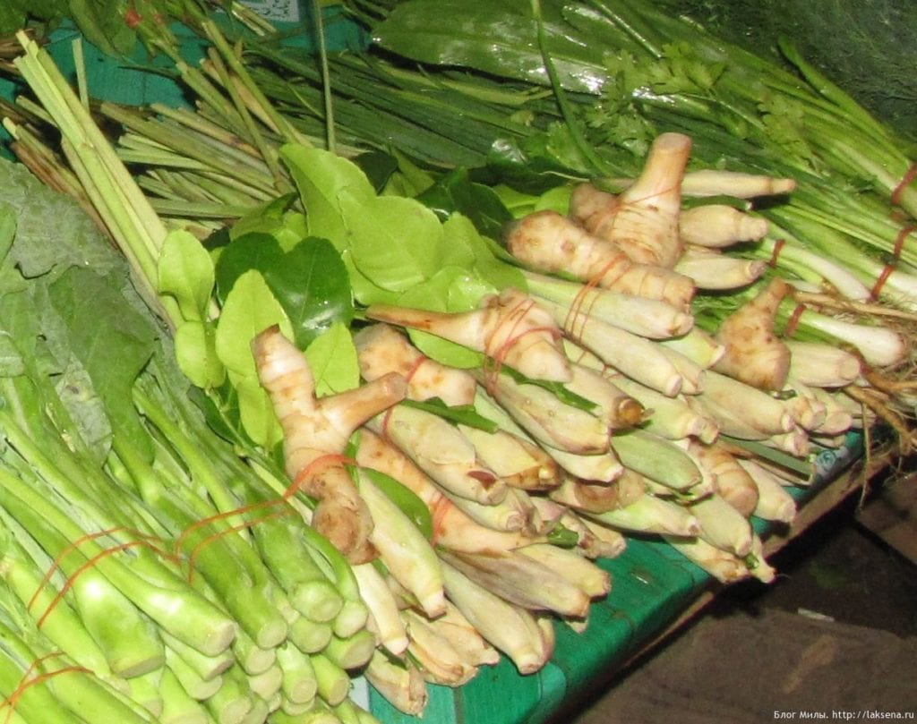 Galangal &#8211; description of the spice. Health benefits and harms