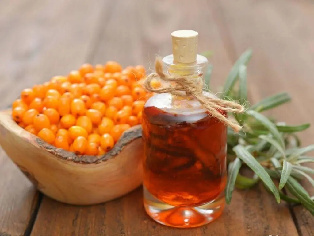 Sea buckthorn oil &#8211; description of the oil. Health benefits and harms