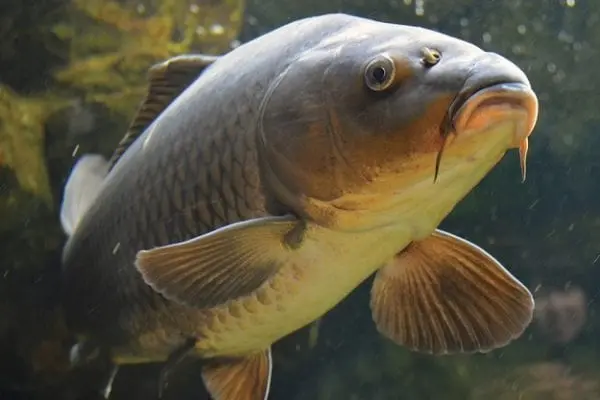 Carp &#8211; calorie content and chemical composition