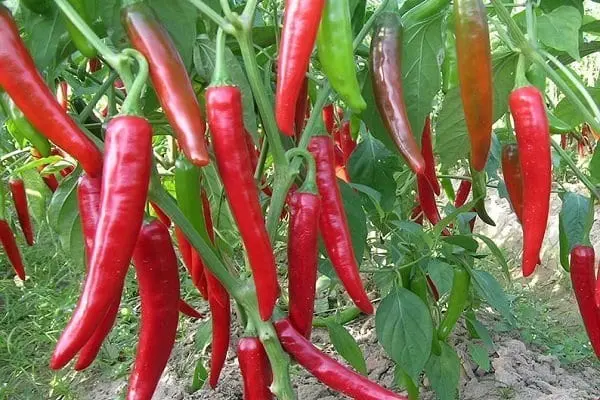 Cayenne pepper &#8211; description of the spice. Health benefits and harms