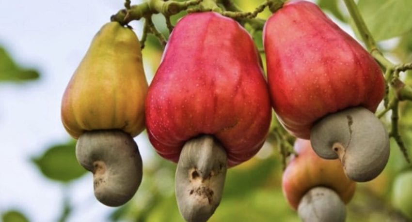 Cashew nuts &#8211; description of nuts. Health benefits and harms