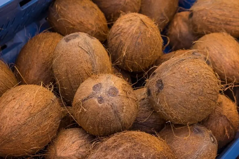 Coconut &#8211; description of the nut. Health benefits and Harms