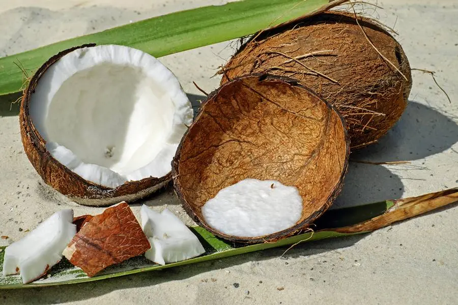 Coconut &#8211; description of the nut. Health benefits and Harms