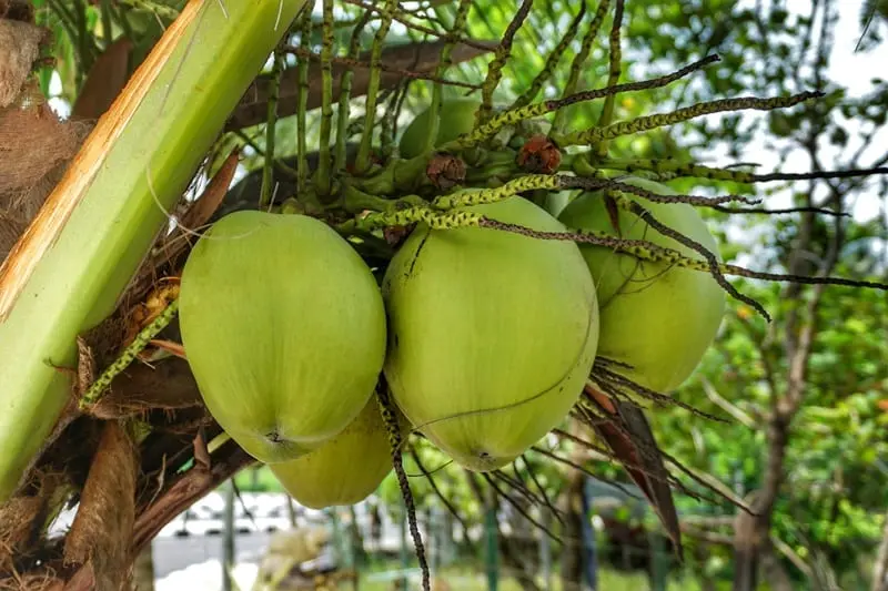 Coconut &#8211; description of the nut. Health benefits and Harms