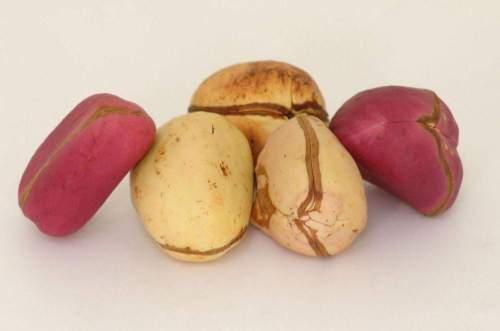 Cola nut &#8211; description of the nut. Health benefits and harms