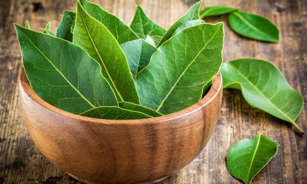 Bay leafs &#8211; a description of the spice. Health benefits and harms