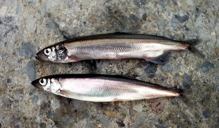 Capelin &#8211; calorie content and chemical composition