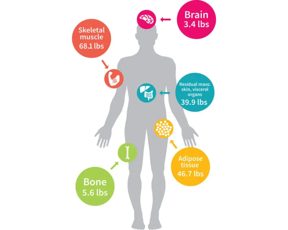 What is the metabolic rate