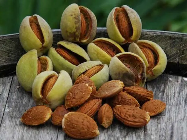 Almond &#8211; description of the nut. Health benefits and harms