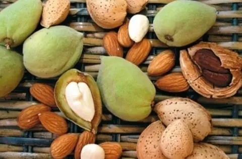 Almond &#8211; description of the nut. Health benefits and harms