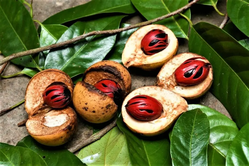 Nutmeg &#8211; description of the nut. Health benefits and harms