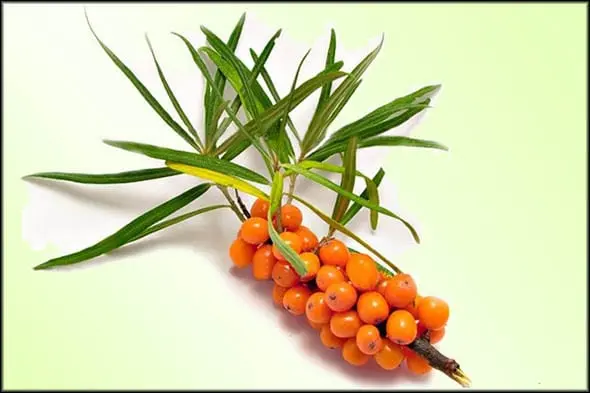 Sea buckthorn oil &#8211; description of the oil. Health benefits and harms