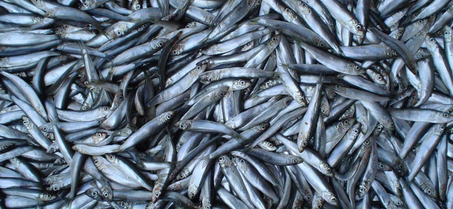 西鲱波罗的海–卡路里含量和化学成分
