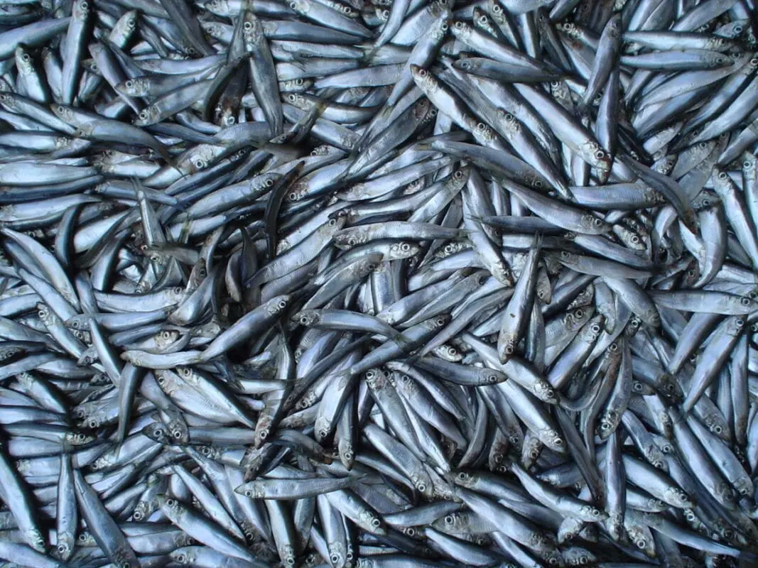 Sprat Baltic &#8211; calorie content and chemical composition