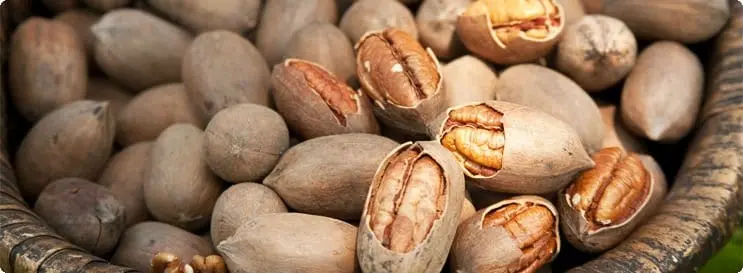 Pecan &#8211; description of the nut. Health benefits and harms