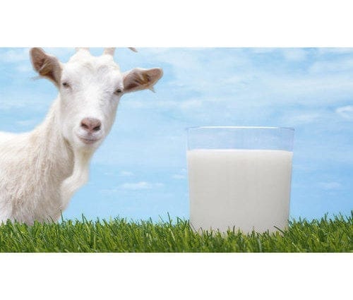 Goat Milk &#8211; calorie content and chemical composition