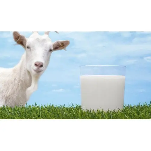 Goat Milk &#8211; calorie content and chemical composition