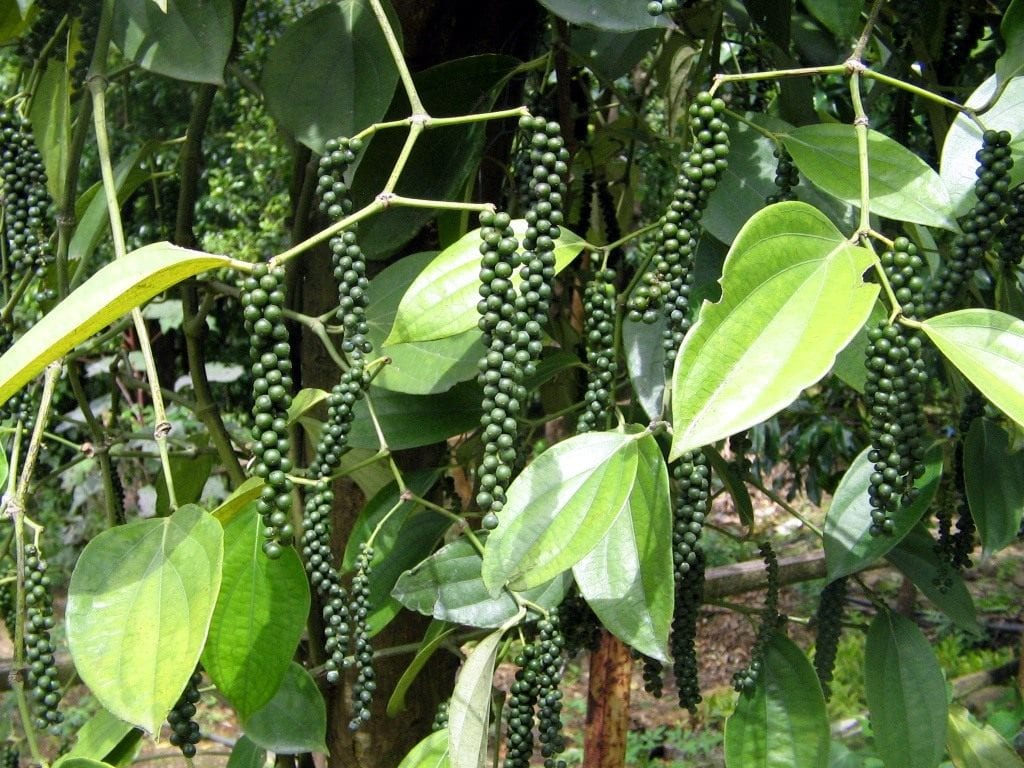 Black pepper &#8211; description of the spice. Health benefits and harms
