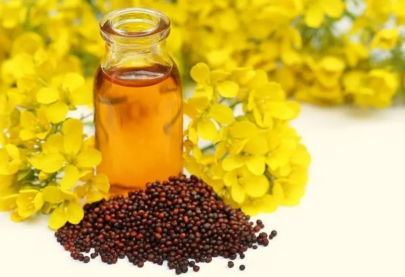 Mustard oil &#8211; a description of the oil. Health benefits and harms