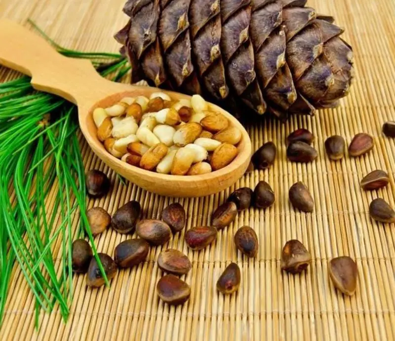 Pine nuts &#8211; description of the nut. Health benefits and harms