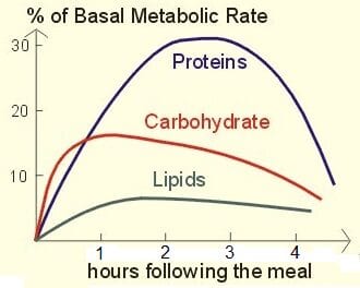 What is the metabolic rate