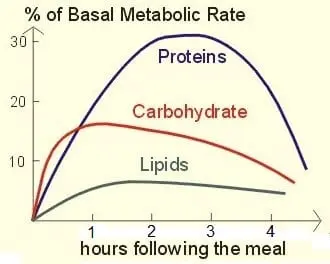 What is the metabolic rate