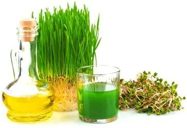 Wheat germ oil &#8211; description of the oil. Health benefits and harms