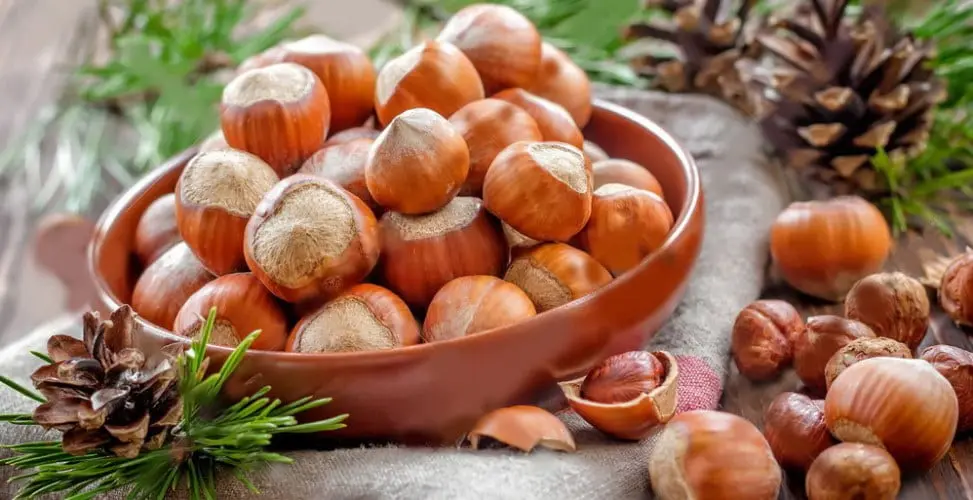 Hazelnut &#8211; a description of the nut. Health benefits and harms