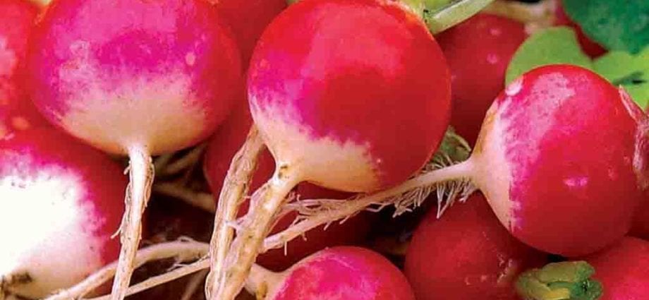 Radishes &#8211; calorie content and chemical composition