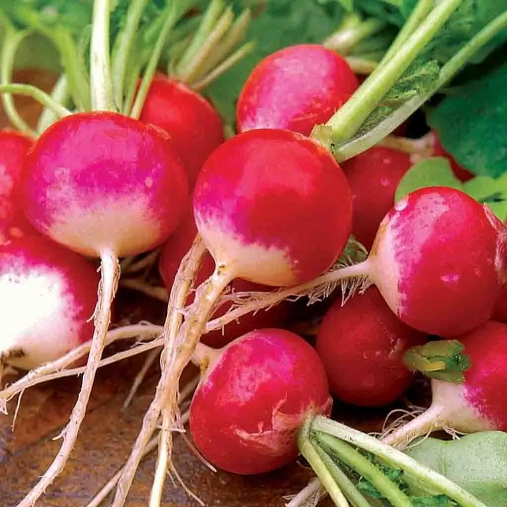 Radishes &#8211; calorie content and chemical composition